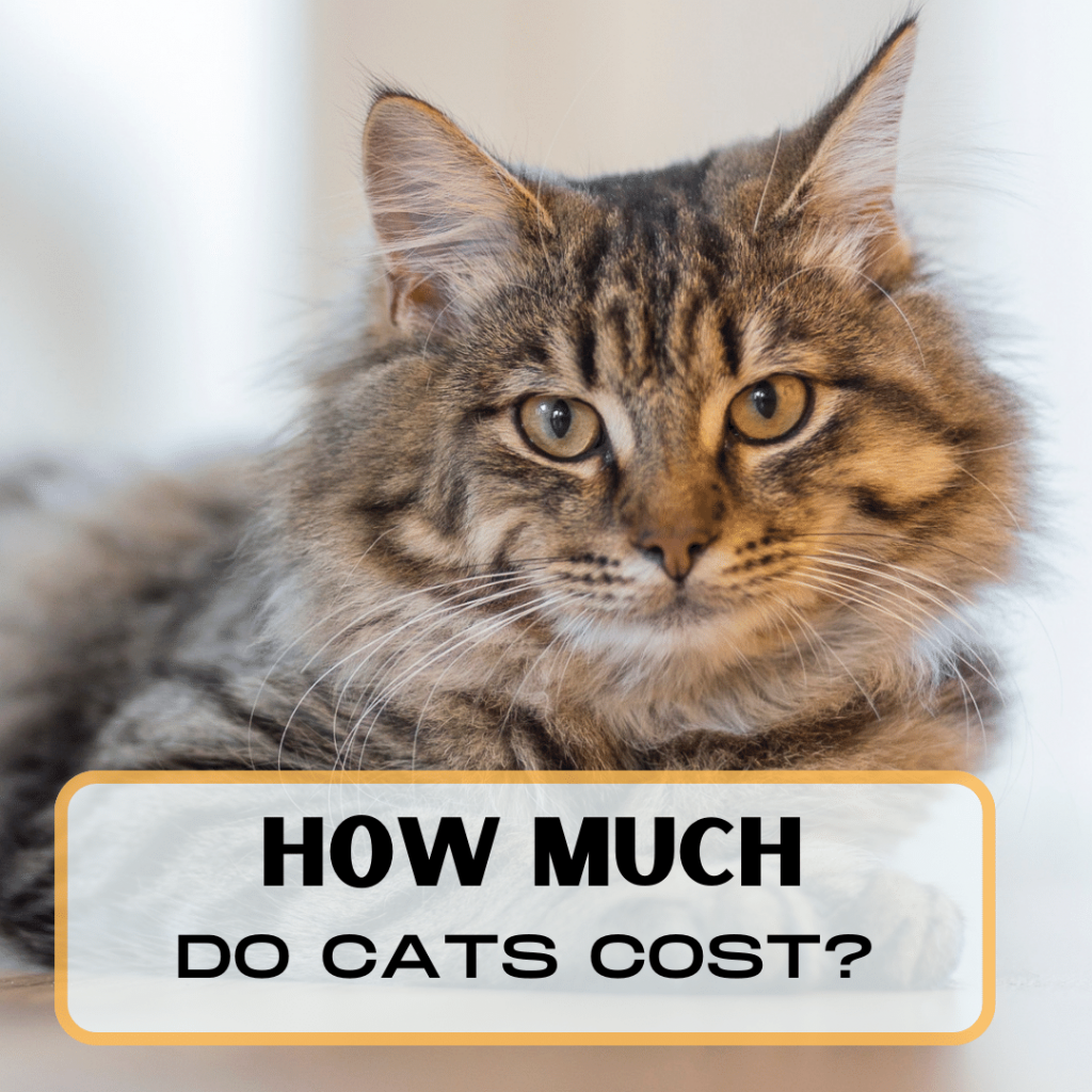 How Much Do Cats Cost in 2024?