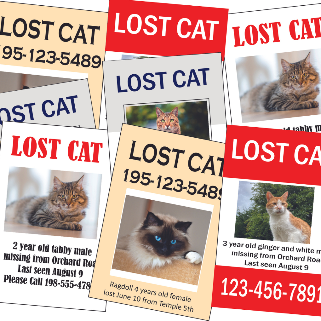 How To Find A Lost Cat: 12 Steps To Find Your Missing Cat 2023