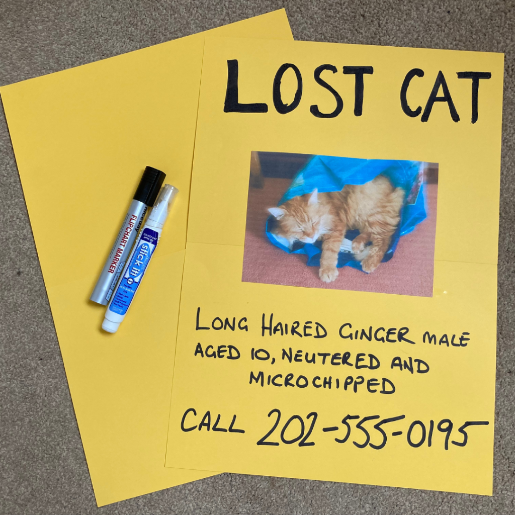 how-to-find-a-lost-cat-12-steps-to-find-your-missing-cat-2023