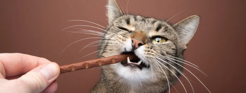 Best Cat Dental Treats - A Guide to Which Treats Will Really Improve