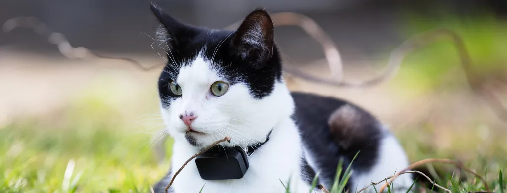 Best Cat GPS Collars and Trackers in 2024